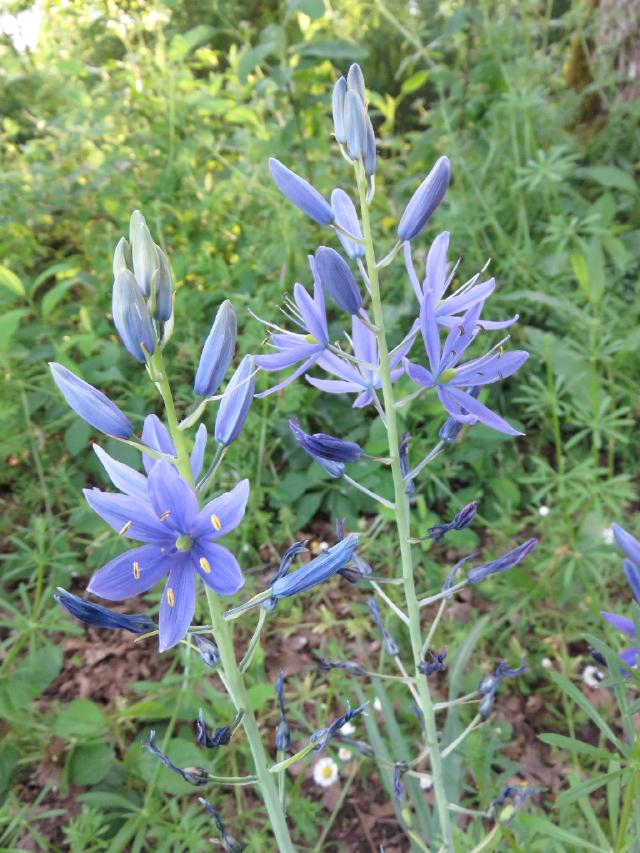 champoeg_34 champoeg_34