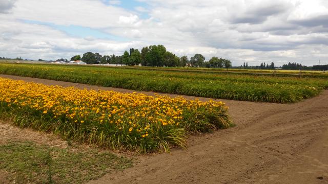 Fields of Day Lilies and a few other flowers. Fields of Day Lilies and a few other flowers.
